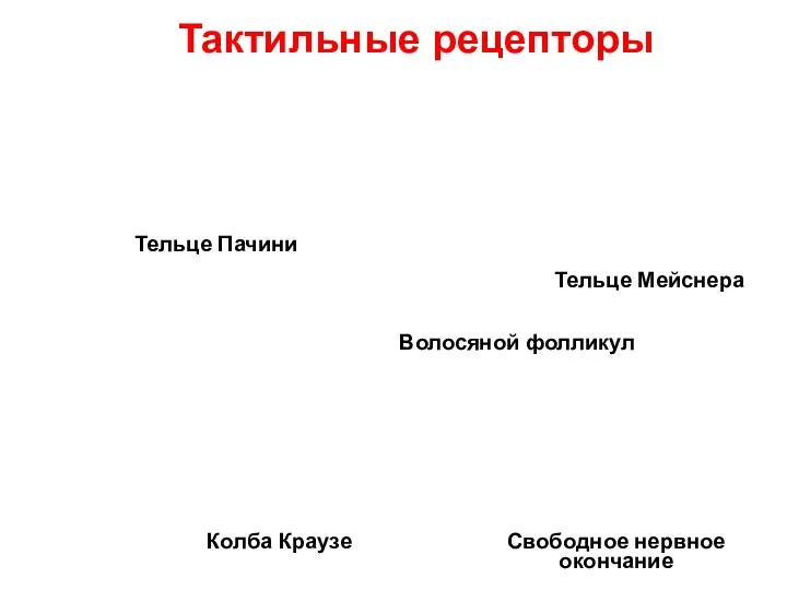 Тактильные рецепторы Тельце Пачини Тельце Мейснера Колба Краузе Свободное нервное окончание Волосяной фолликул