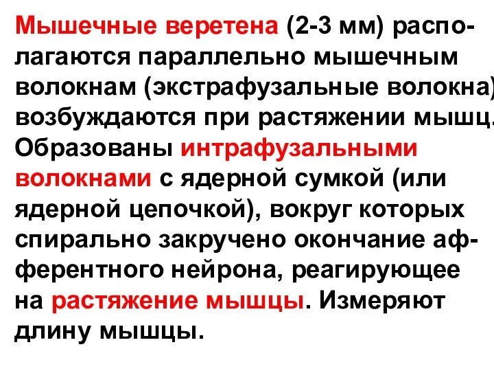 Мышечные веретена (2-3 мм) распо- лагаются параллельно мышечным волокнам (экстрафузальные волокна),