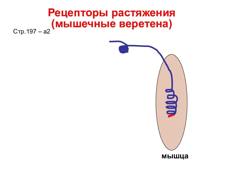 Рецепторы растяжения (мышечные веретена) Стр.197 – а2 мышца