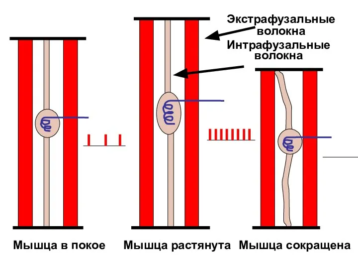 Мышца в покое Мышца растянута Мышца сокращена Экстрафузальные волокна Интрафузальные волокна