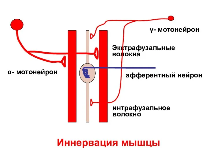 Экстрафузальные волокна интрафузальное волокно Иннервация мышцы α- мотонейрон γ- мотонейрон афферентный нейрон