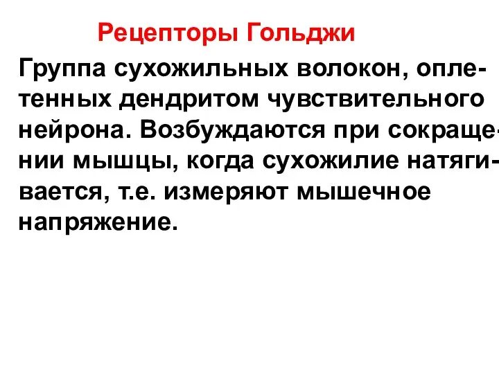 Рецепторы Гольджи Группа сухожильных волокон, опле- тенных дендритом чувствительного нейрона. Возбуждаются