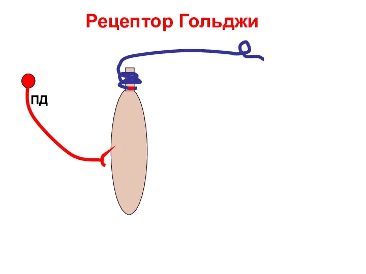 Рецептор Гольджи ПД