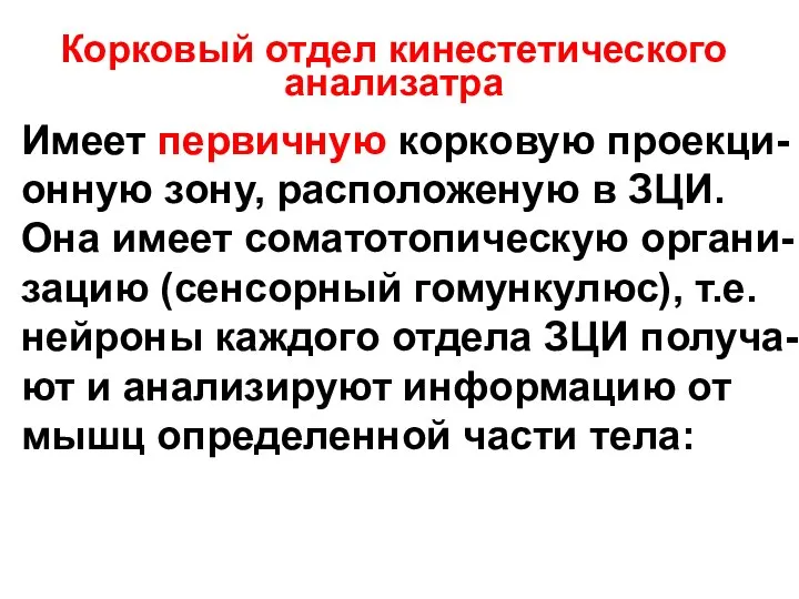 Корковый отдел кинестетического анализатра Имеет первичную корковую проекци- онную зону, расположеную