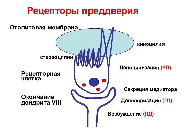 Рецепторы преддверия киноцилия стереоцилии Рецепторная клетка Окончание дендрита VIII Отолитовая мембрана