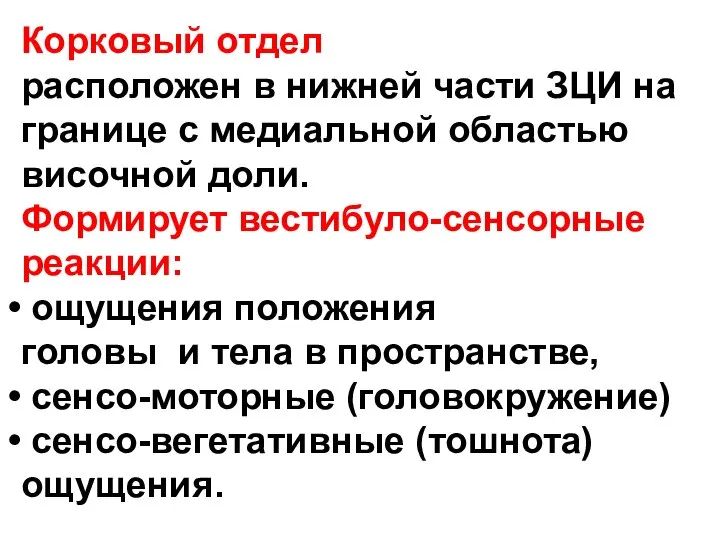 Корковый отдел расположен в нижней части ЗЦИ на границе с медиальной