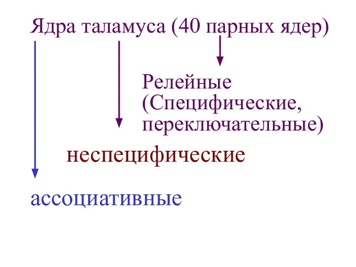 Ядра таламуса (40 парных ядер) Релейные (Специфические, переключательные) неспецифические ассоциативные