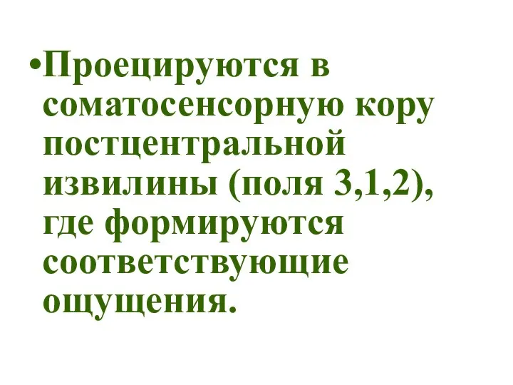 Проецируются в соматосенсорную кору постцентральной извилины (поля 3,1,2), где формируются соответствующие ощущения.