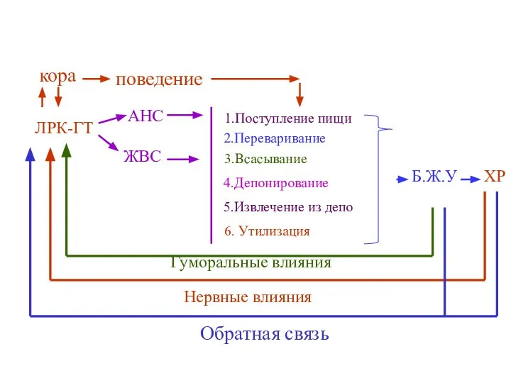 поведение кора ЛРК-ГТ Б.Ж.У ХР АНС ЖВС 1.Поступление пищи 2.Переваривание 3.Всасывание