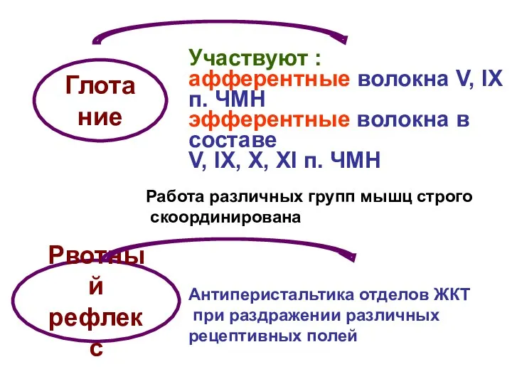 Глотание Участвуют : афферентные волокна V, IX п. ЧМН эфферентные волокна