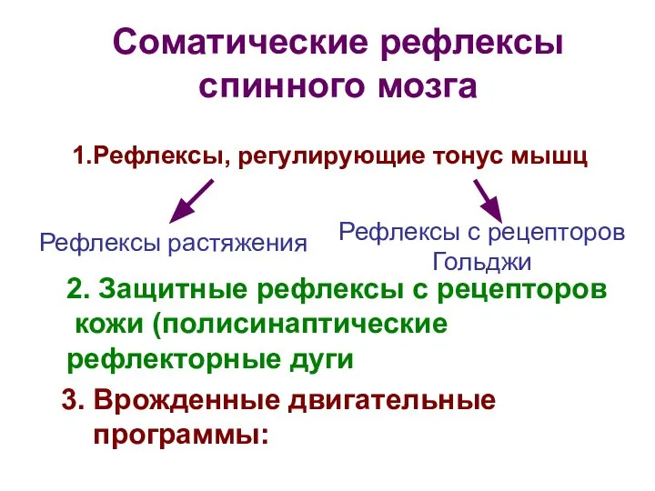 Соматические рефлексы спинного мозга 1.Рефлексы, регулирующие тонус мышц Рефлексы растяжения Рефлексы