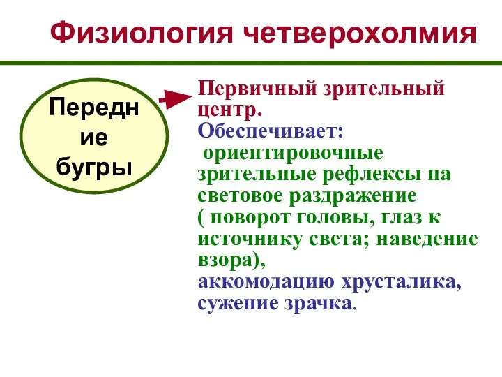 Физиология четверохолмия Передние бугры Первичный зрительный центр. Обеспечивает: ориентировочные зрительные рефлексы