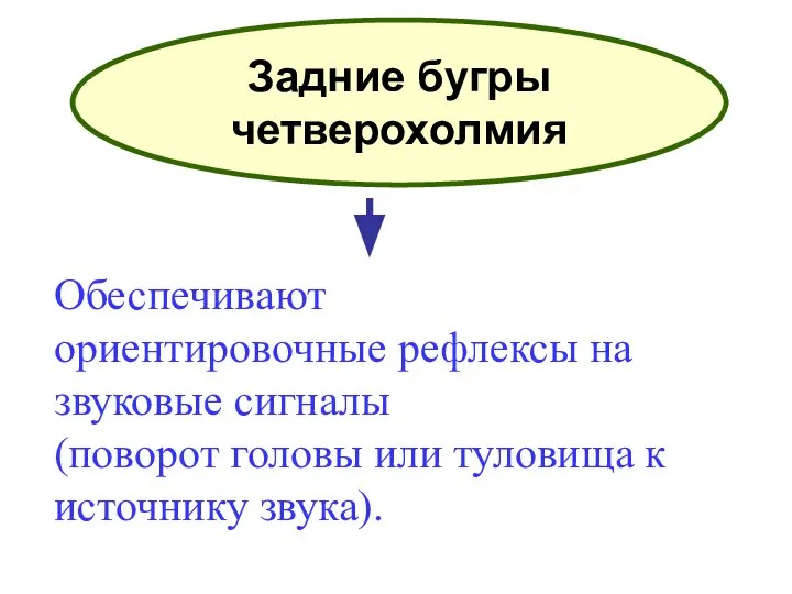 Задние бугры четверохолмия Обеспечивают ориентировочные рефлексы на звуковые сигналы (поворот головы или туловища к источнику звука).