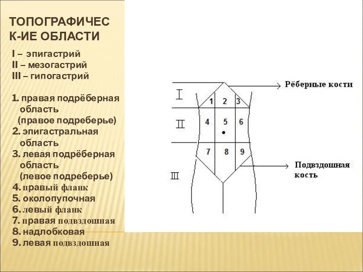 ТОПОГРАФИЧЕСК-ИЕ ОБЛАСТИ I – эпигастрий II – мезогастрий III – гипогастрий