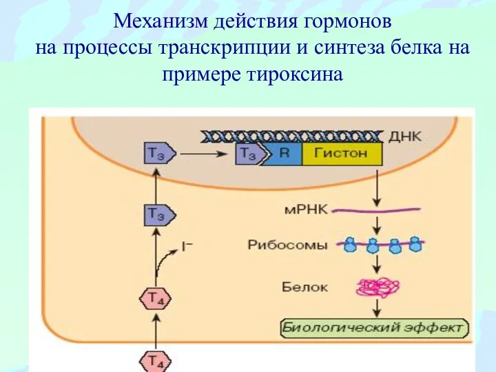 Механизм действия гормонов на процессы транскрипции и синтеза белка на примере тироксина