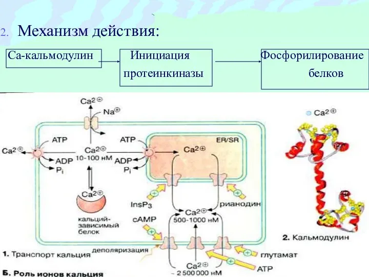 Механизм действия: Са-кальмодулин Инициация Фосфорилирование протеинкиназы белков