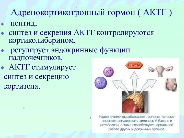 Адренокортикотропный гормон ( АКТГ ) пептид, синтез и секреция АКТГ контролируются