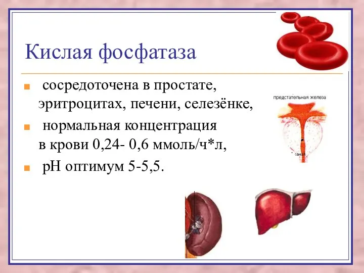 Кислая фосфатаза сосредоточена в простате, эритроцитах, печени, селезёнке, нормальная концентрация в