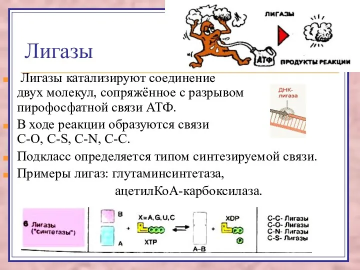 Лигазы Лигазы катализируют соединение двух молекул, сопряжённое с разрывом пирофосфатной связи