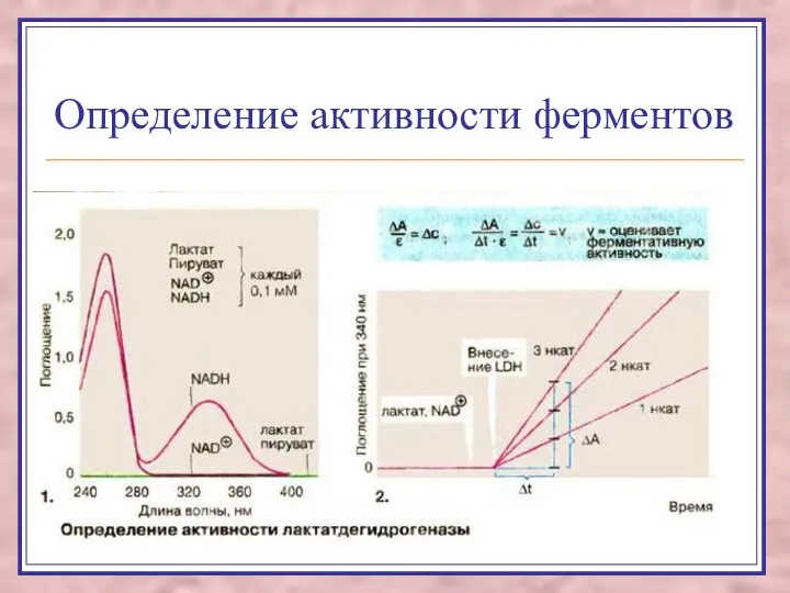 Определение активности ферментов