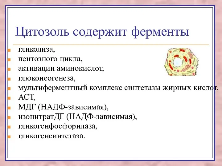 Цитозоль содержит ферменты гликолиза, пентозного цикла, активации аминокислот, глюконеогенеза, мультиферментный комплекс