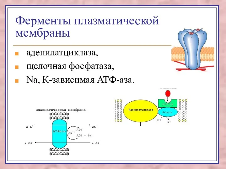 Ферменты плазматической мембраны аденилатциклаза, щелочная фосфатаза, Na, К-зависимая АТФ-аза.