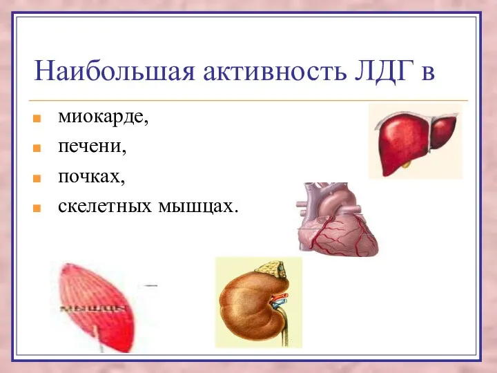 Наибольшая активность ЛДГ в миокарде, печени, почках, скелетных мышцах.