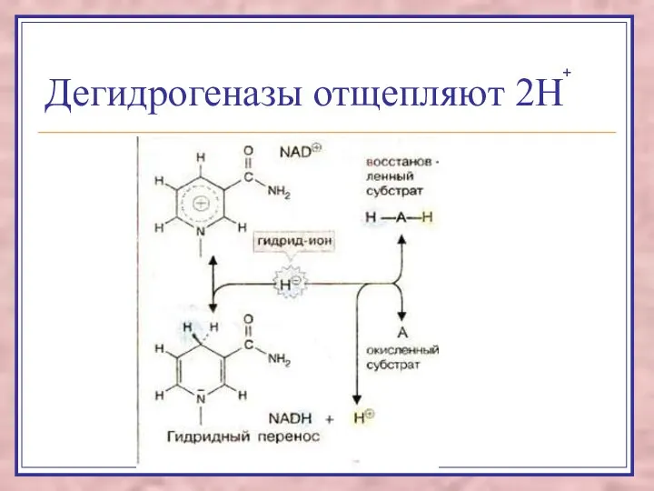 Дегидрогеназы отщепляют 2Н +