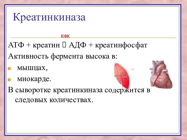 Креатинкиназа АТФ + креатин ⮀ АДФ + креатинфосфат Активность фермента высока