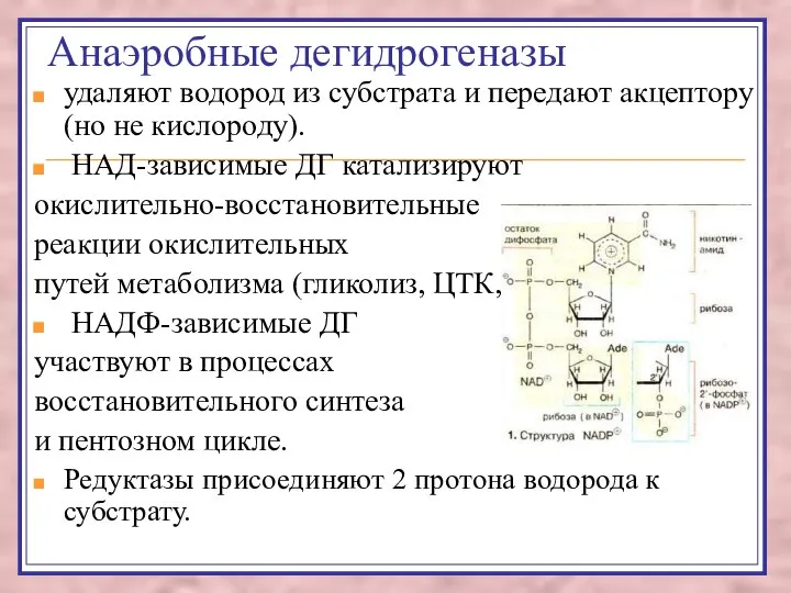 Анаэробные дегидрогеназы удаляют водород из субстрата и передают акцептору (но не