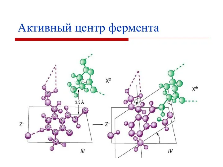 Активный центр фермента