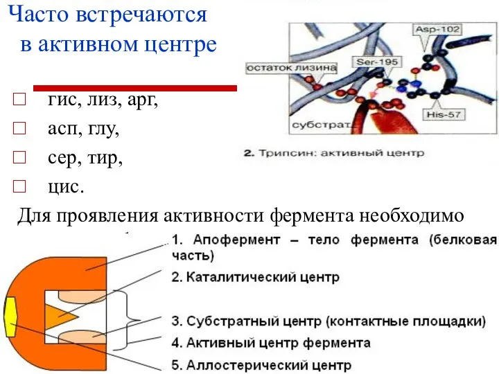 Часто встречаются в активном центре гис, лиз, арг, асп, глу, сер,