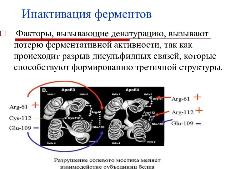 Инактивация ферментов Факторы, вызывающие денатурацию, вызывают потерю ферментативной активности, так как