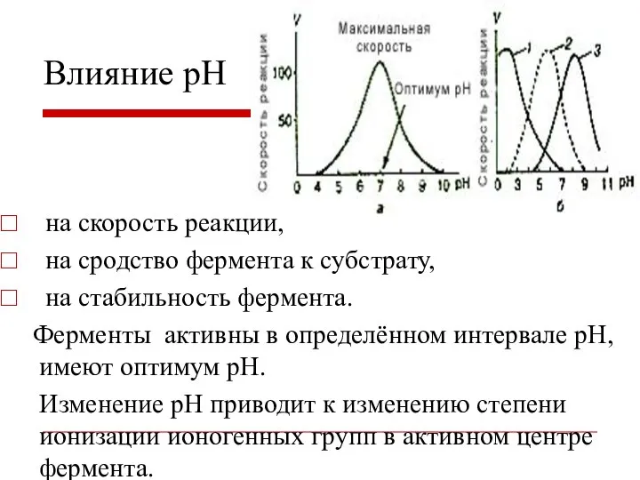 на скорость реакции, на сродство фермента к субстрату, на стабильность фермента.