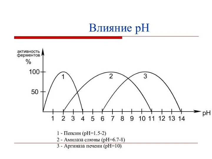 1 - Пепсин (pH=1.5-2) 2 - Амилаза слюны (pH=6.7-8) 3 - Аргиназа печени (pH=10) Влияние рН