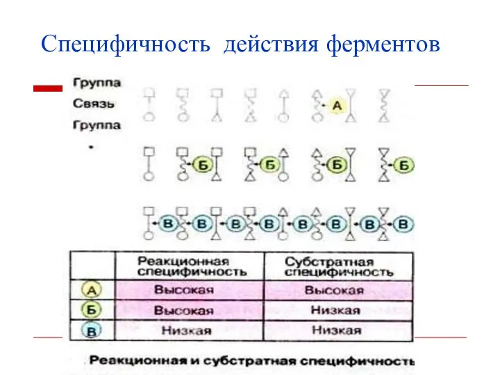 Специфичность действия ферментов