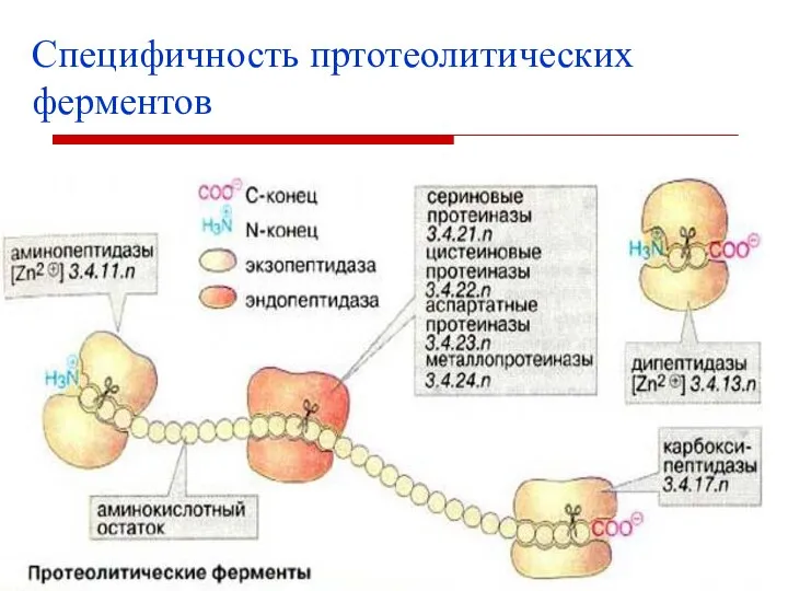 Специфичность пртотеолитических ферментов