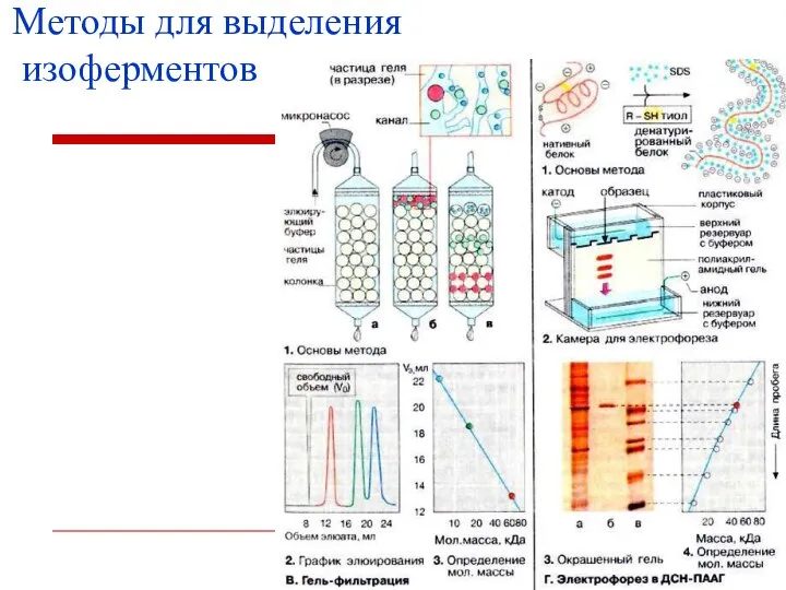 Методы для выделения изоферментов