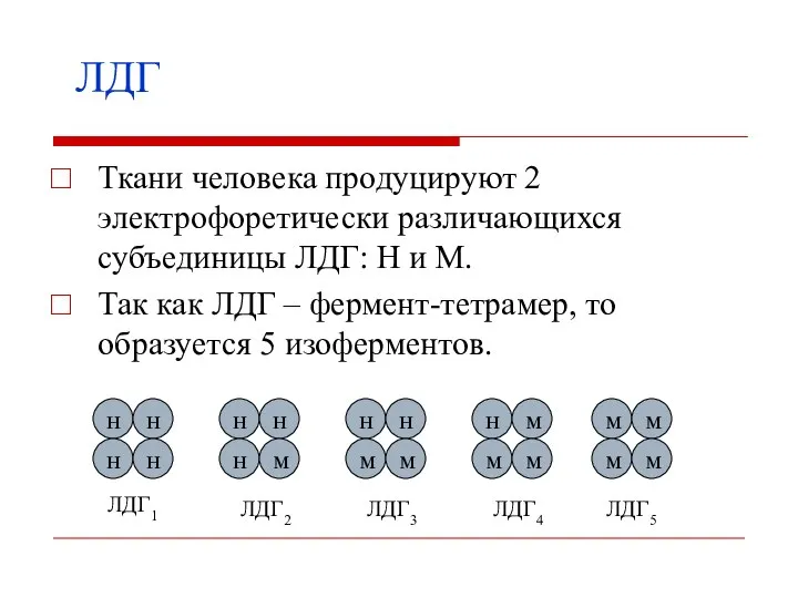 ЛДГ Ткани человека продуцируют 2 электрофоретически различающихся субъединицы ЛДГ: Н и