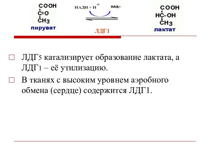 ЛДГ5 катализирует образование лактата, а ЛДГ1 – её утилизацию. В тканях