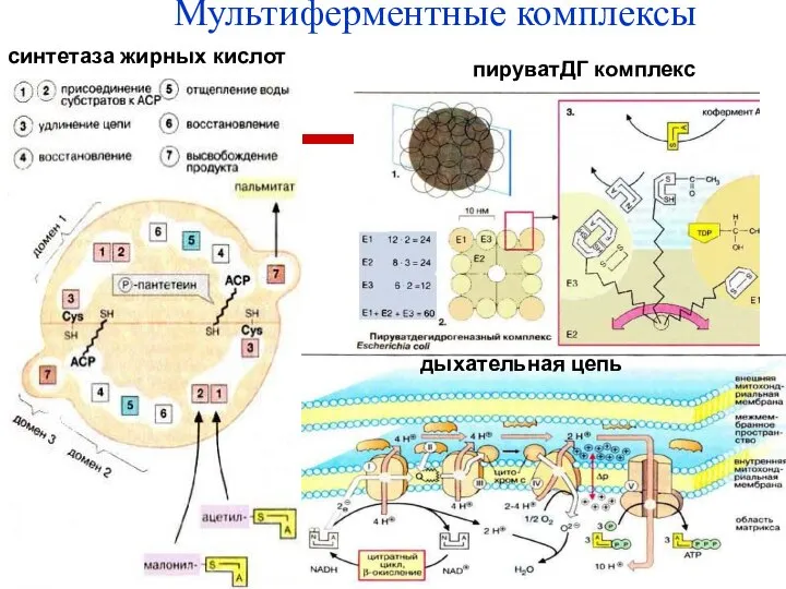 Мультиферментные комплексы синтетаза жирных кислот дыхательная цепь пируватДГ комплекс