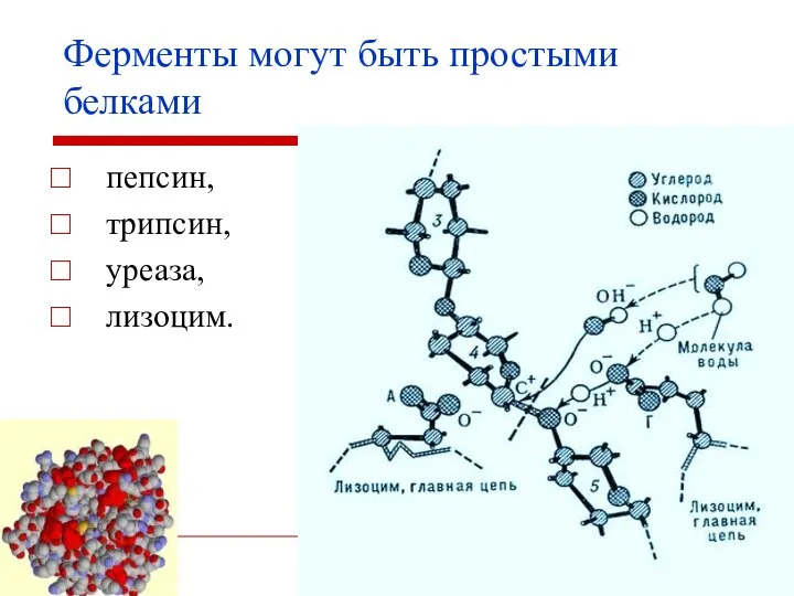 Ферменты могут быть простыми белками пепсин, трипсин, уреаза, лизоцим.