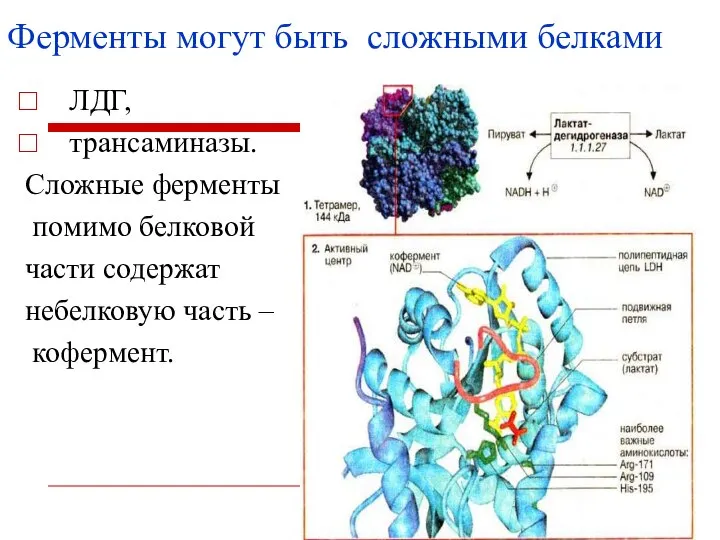 ЛДГ, трансаминазы. Сложные ферменты помимо белковой части содержат небелковую часть –