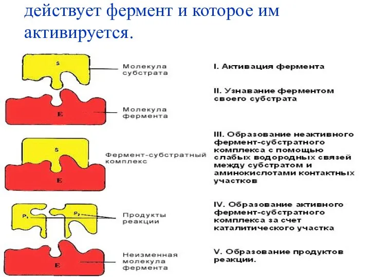 Субстрат – вещество, на которое действует фермент и которое им активируется.