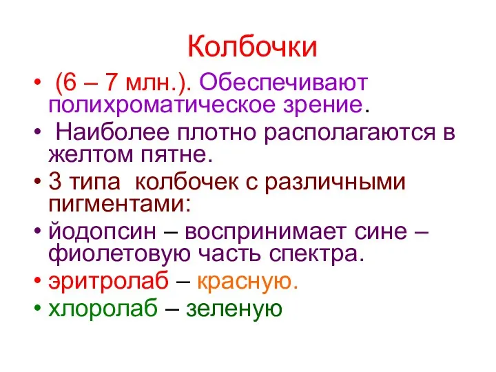 Колбочки (6 – 7 млн.). Обеспечивают полихроматическое зрение. Наиболее плотно располагаются