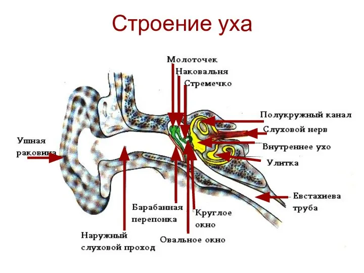 Строение уха