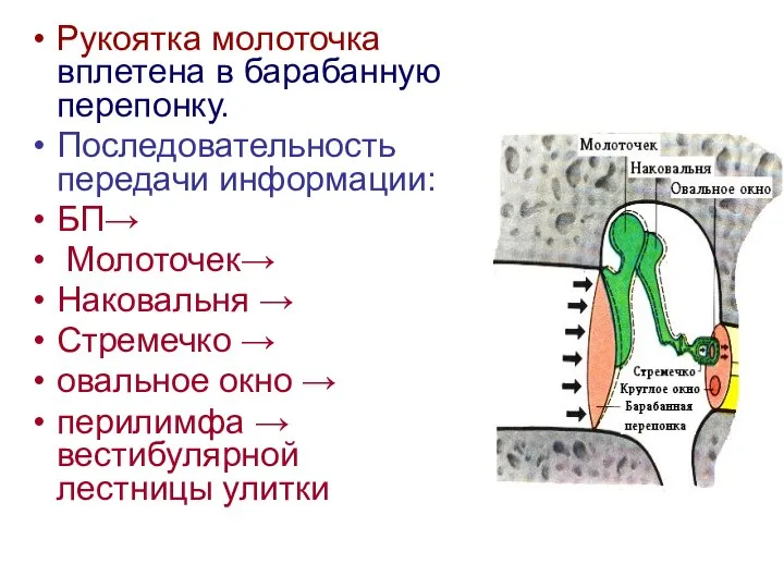 Рукоятка молоточка вплетена в барабанную перепонку. Последовательность передачи информации: БП→ Молоточек→