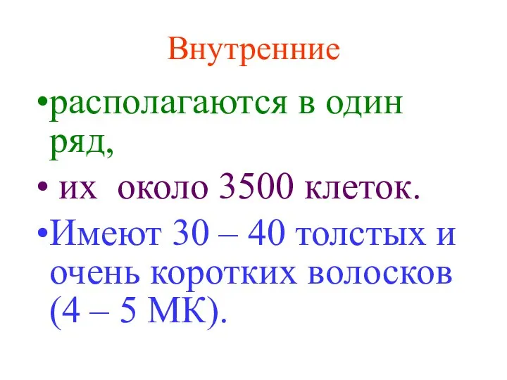 Внутренние располагаются в один ряд, их около 3500 клеток. Имеют 30