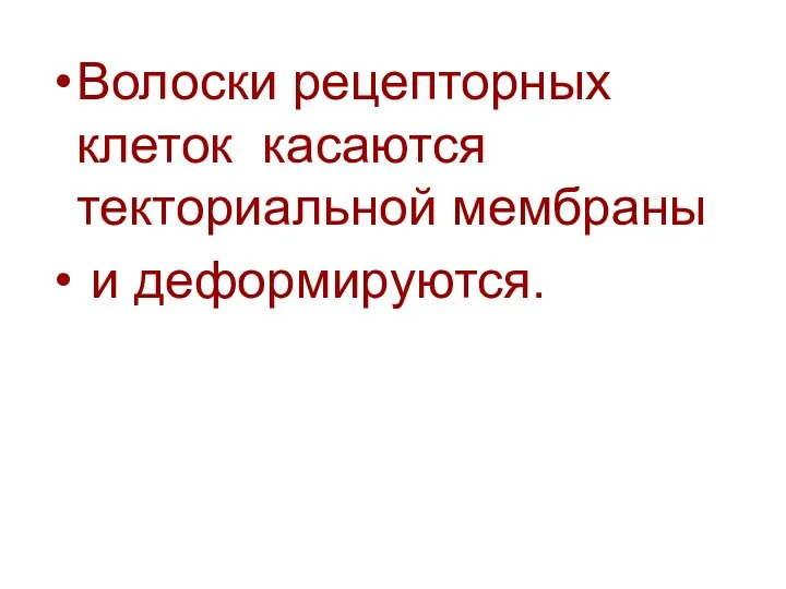 Волоски рецепторных клеток касаются текториальной мембраны и деформируются.