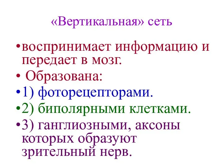 «Вертикальная» сеть воспринимает информацию и передает в мозг. Образована: 1) фоторецепторами.